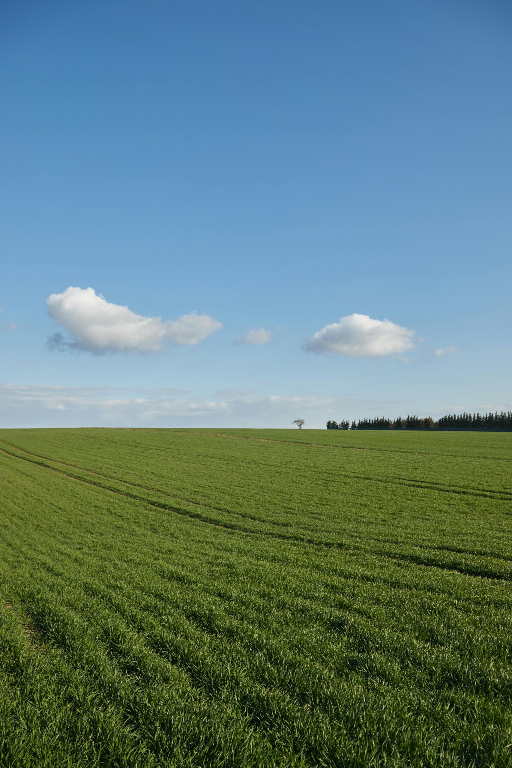 A serene landscape of a vast green field with a clear blue sky and fluffy clouds, symbolizing tranquility.